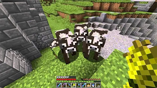 feeding minecraft cows