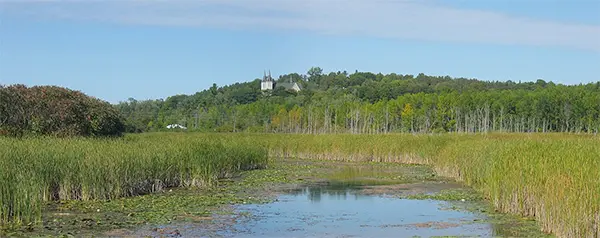 marsh by river edge