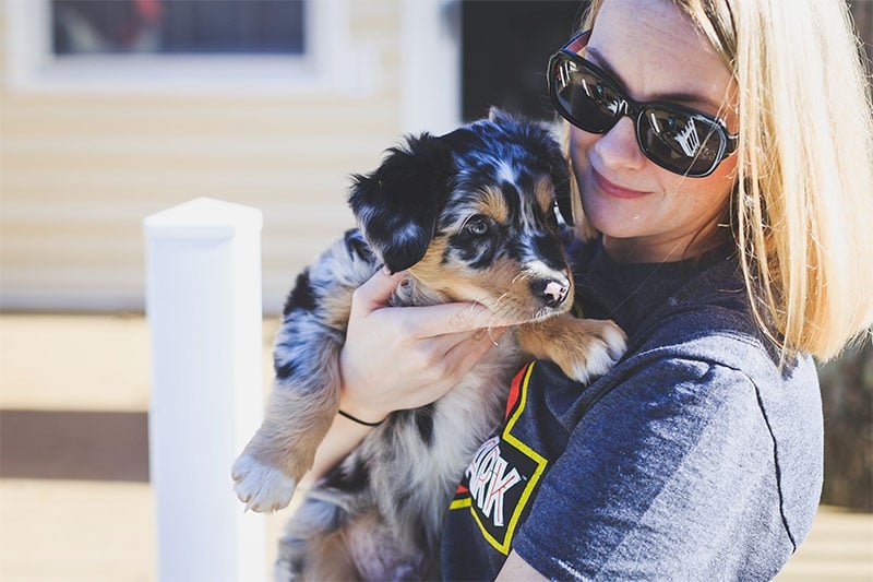 Australian Shepherd Vs Border Collie What S The Difference Geeky Matters